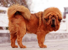 Un mastino tibetano è il cane più costoso del mondo