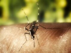 Come evitare le punture di insetti