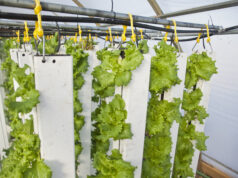La Vertical farm, le fattorie del futuro esistono già