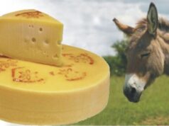 Il formaggio più caro del mondo è d’asino