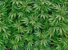 Cannabis, via alla coltivazione in Italia