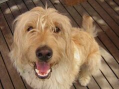 Vivere con un animale allunga la vita