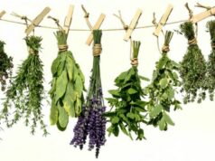 I benefici della fitoterapia