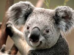 Koala in estinzione, scienziati inventano il collare per salvarli