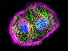 Invecchiamento, perché l’uomo non vive 120 anni