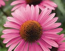 Fitoterapia, quando le erbe antinfiammatorie ti aiutano