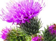 Depurarsi dopo le feste, le erbe che aiutano