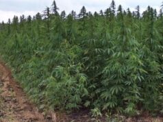 Italia, si pensa alla bonifica dei terreni con la canapa