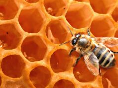 Antibiotici naturali, ciò di cui abbiamo bisogno