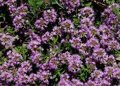 Floriterapia, l’aiuto dei fiori di Bach