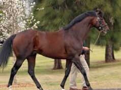 Quando i cavalli pagano, Fusaichi Pegasus stallone da 70 milioni di dollari.