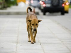 Tassa sui cani, a Bolzano monta la protesta